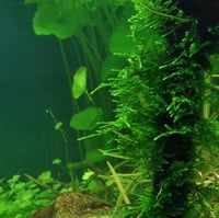 Taxiphyllum \'Taiwan Moss!' 1-2-Grow!