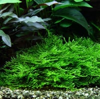 Taxiphyllum \'Taiwan Moss!' 1-2-Grow!