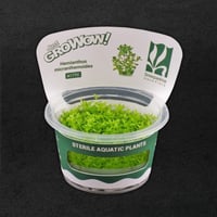 Hemianthus micranthemoides