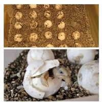 فيرميكوليت 4L لتربيه الزواحف