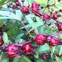 كركديه(عضوي) 30بذرة