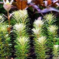 Rotala sp Bangladesh