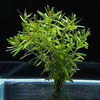 Rotala sp. 'Ceylon'