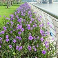 نبات الرويليا (عضوي)30 بذره