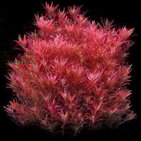 Rotala Var. 'Blood Red' SG