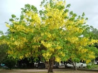 بذور كاسيا فستيولا - خيار شمبر ( Cassia fistula )