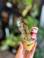 ALOCASIA CHANTRIERI PINK