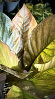 ANTHURIUM HOOKERI BIRDS NEST VARIEGATED