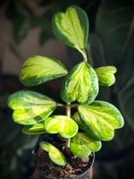 HOYA KERRII VARIEGATED