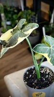 Alocasia Mickey Mouse