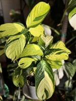 ‏Calathea Golden Mosai