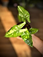 ALOCASIA CORAZON Variegated