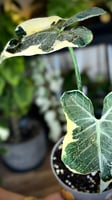 Alocasia Mickey Mouse