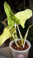 PHILODENDRON BILLIETIAE X PARAISO