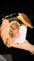 PHILODENDRON MELANO PINK Variegated