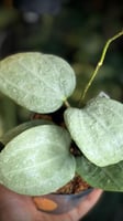 HOYA LATIFOLIA SILVER