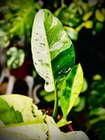 PHILODENDRONORLANDO ALBO