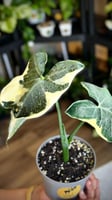 Alocasia Mickey Mouse