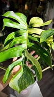 MONSTERA DELICIOSA MINT