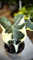 Alocasia Mickey Mouse