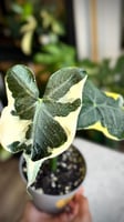 Alocasia Mickey Mouse