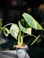 ALOCASIA DRAGON SCALE AUREA