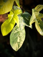 PHILODENDRON PEDATUM VARIEGATED