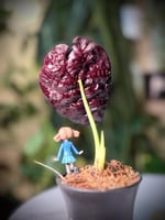 ALOCASIA WATSONIANA PINK