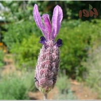 بذور الضرم الارجواني - الشيح الجبلي (‏ Lavandula s...