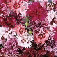 بذور قرنفل صيني ألوان متعددة ( Dianthus chinensis...