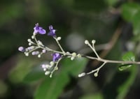 بذور شجيرة ‫الوايتكس الخضراء