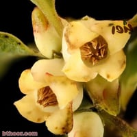 بذور فاكهة الكاكا ( Diospyros virginiana )