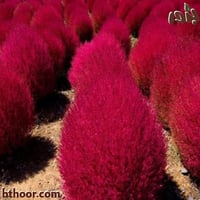 ‫بذور مكنسة الجنة جملة - كوكيا