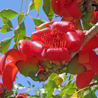 بذور شجرة البومباكس‬ (Bombax ceiba)