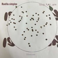 بذور رويليا وردية ( Ruellia simplex pink )