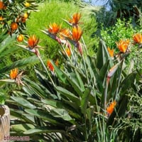 بذور شجيرة عصفور الجنة ( Strelitzia Nicolai )
