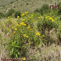 بذور طباق (مديدة) Psiadia punctulata