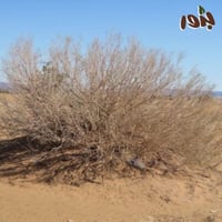 بذور شجيرة الارطى (calligonum comosum)