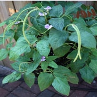 بذور لوبيا شجري ( Vigna )