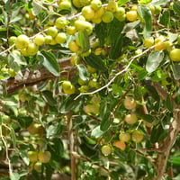 بذور شجرة السدر البلدي ( Ziziphus spina-christi )