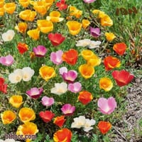 بذور زهرة أشولزيا كاليفورنيكا ألوان متعددة ( Eschs...