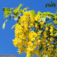 بذور شجرة المطر الذهبية - كوليرتاريا ( Koelreuteri...