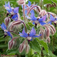 بذور خبز النحل(Borage officinalis)
