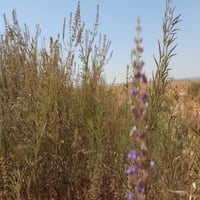 بذور الرثد (كف مريم بري)