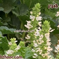 بذور الريحان الحلو ( ريحان ايطالي ) Ocimum basilic...