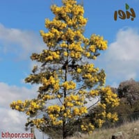 بذور شجرة أكاسيا بيليانا ( Acacia baileyana )