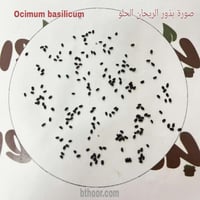 بذور الريحان الحلو جملة ( ريحان ايطالي ) Ocimum ba...