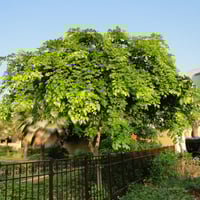 بذور شجرة البونجاميا‬ - Millettia pinnata