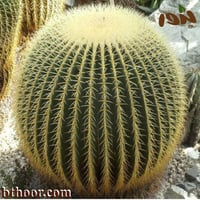 بذور صبار عمة القاضي جملة