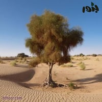 بذور شجرة الهجليج - اللالوب - تمر الصحراء ( Balani...